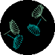 black, turquoise
